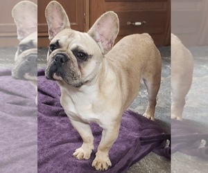 French Bulldog Puppy for sale in SANDY HOOK, KY, USA