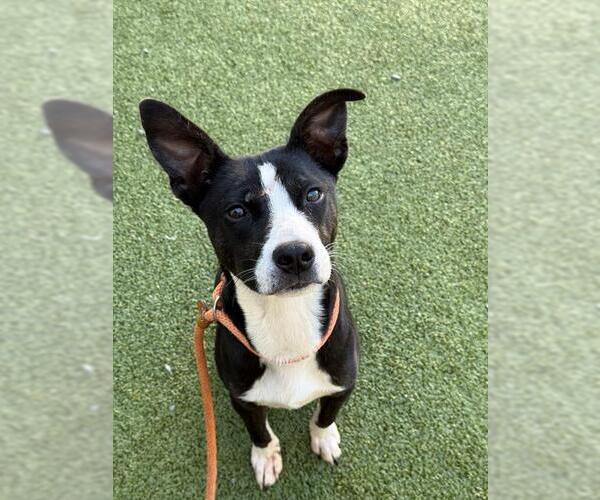 Medium Photo #1 Parson Russell Terrier-Unknown Mix Puppy For Sale in Fayetteville, NC, USA