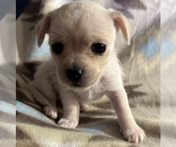 Medium Photo #7 American Eskimo Dog-Pug Mix Puppy For Sale in THOMASVILLE, NC, USA