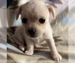Small #6 American Eskimo Dog-Pug Mix