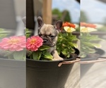 Small Photo #2 French Bulldog Puppy For Sale in HUDSONVILLE, MI, USA