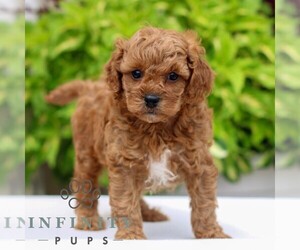 Cavapoo Puppy for sale in NARVON, PA, USA