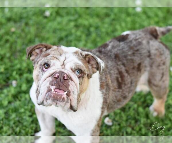 Medium Photo #3 Bulldog-Unknown Mix Puppy For Sale in Brewster, NY, USA