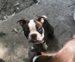 Puppy 1 Boston Terrier