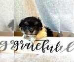 Small #3 Havanese