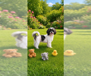 Shih Tzu Dogs for adoption in Weston, FL, USA