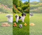 Sophie Mae - Female Shih Tzu Dog for Adoption - Small photo