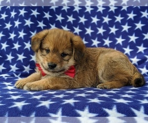 Shiba Inu-Unknown Mix Puppy for sale in ATGLEN, PA, USA