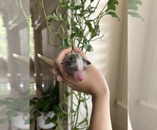 Medium Photo #1 Miniature Australian Shepherd Puppy For Sale in NORTH RICHLAND HILLS, TX, USA
