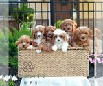 Small #1 Cavapoo (Miniature)