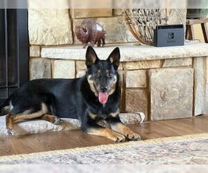 German Shepherd Dog-Unknown Mix Dogs for adoption in Brooklyn Center, MN, USA