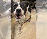 JEREMIAH - Male Pointer-Unknown Mix Dog for Adoption - Small photo