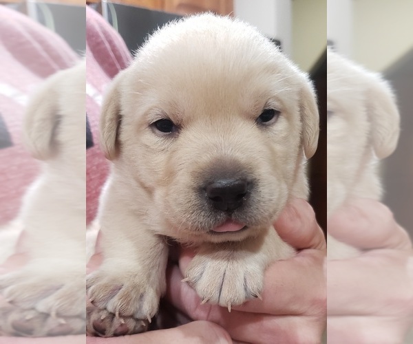 Medium Photo #32 Labrador Retriever Puppy For Sale in OLYMPIA, WA, USA