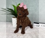 Small #3 Goldendoodle (Miniature)