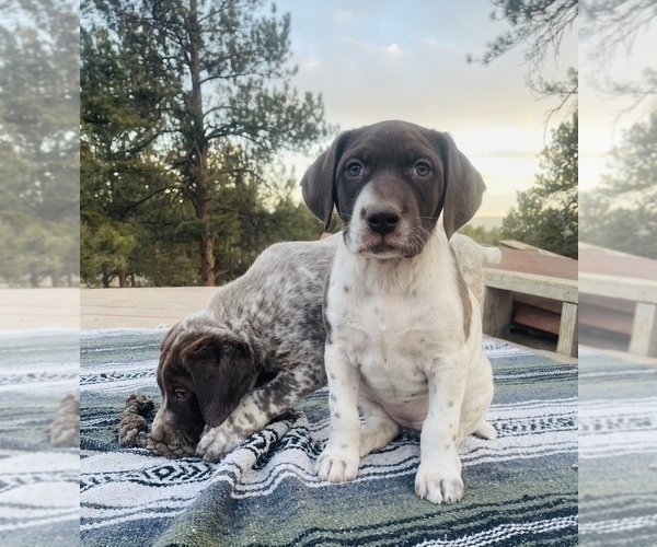 Medium Photo #12 German Shorthaired Pointer Puppy For Sale in WOODLAND PARK, CO, USA