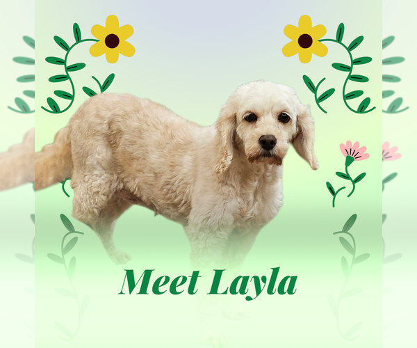 Medium Photo #2 Cock-A-Poo-Unknown Mix Puppy For Sale in Farmington, MN, USA