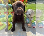 Small Photo #7 Labrador Retriever Puppy For Sale in NEOLA, WV, USA
