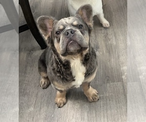 Father of the French Bulldog puppies born on 01/11/2025