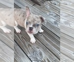 Puppy 6 French Bulldog