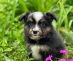 Small #3 Miniature Australian Shepherd
