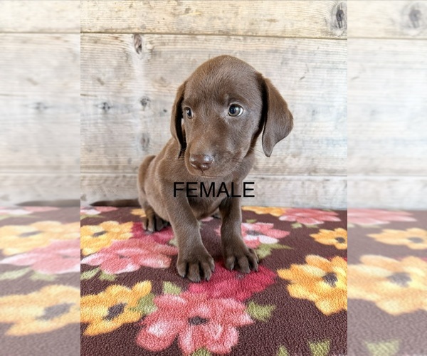 Medium Photo #14 Labrador Retriever Puppy For Sale in VERMONTVILLE, MI, USA
