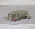 Small #2 Bulldog