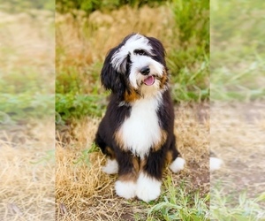 Father of the Bernedoodle (Miniature) puppies born on 07/15/2026