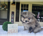 Small #16 Pomeranian