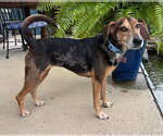 Small #2 American Foxhound-Beagle Mix