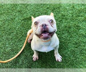 French Bulldog Dogs for adoption in Orange, CA, USA