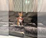 Small Photo #4 Basenji Puppy For Sale in SACRAMENTO, CA, USA