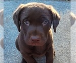 Small Photo #2 Labrador Retriever Puppy For Sale in JASPER, GA, USA