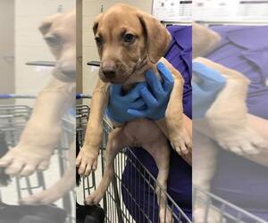 American Pit Bull Terrier Dogs for adoption in Conroe, TX, USA