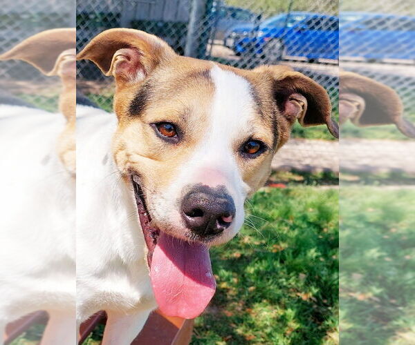 Medium Photo #8 Mutt Puppy For Sale in San Leon, TX, USA