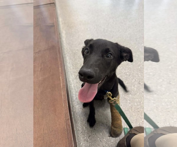 Medium Photo #11 Labrador Retriever-Unknown Mix Puppy For Sale in Holly Springs, NC, USA