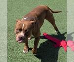 Small #1 American Pit Bull Terrier-Staffordshire Bull Terrier Mix