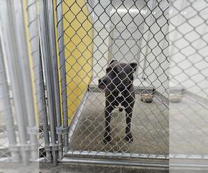 Mutt Dogs for adoption in Temple, TX, USA