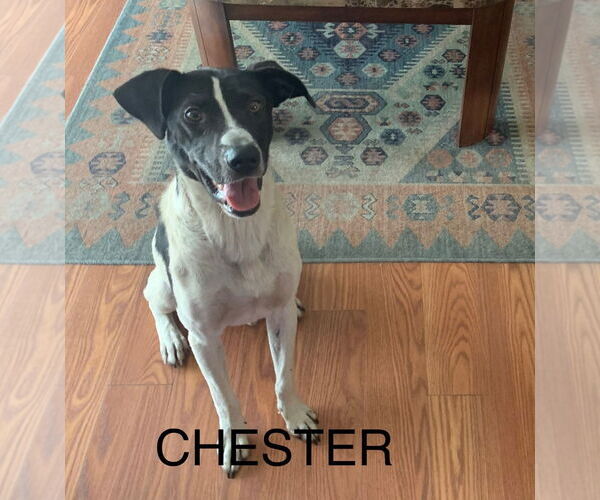 Medium Photo #7 Mutt Puppy For Sale in Fairfax, VA, USA