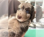 Small Photo #35 Aussiedoodle Puppy For Sale in LONGWOOD, FL, USA