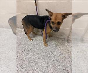 German Shepherd Dog-Unknown Mix Dogs for adoption in Conroe, TX, USA