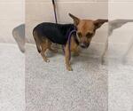 Small German Shepherd Dog Mix