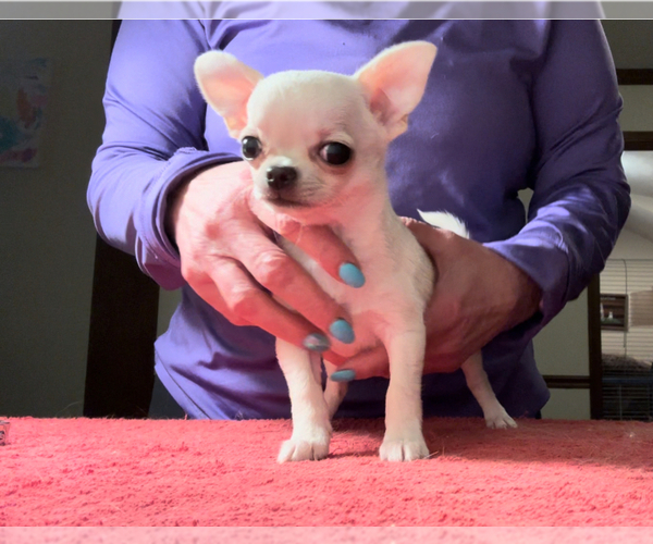 Medium Photo #1 Chihuahua Puppy For Sale in INDIANAPOLIS, IN, USA
