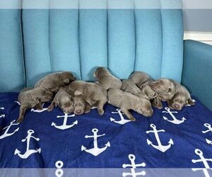 Labrador Retriever Puppy for Sale in GALVESTON, Texas USA