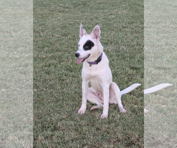 Medium Photo #3 Mutt Puppy For Sale in Chandler, AZ, USA