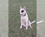Small #2 Mutt