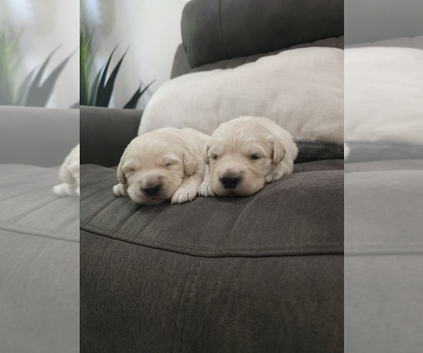 Medium Photo #3 Golden Retriever Puppy For Sale in ELVERTA, CA, USA