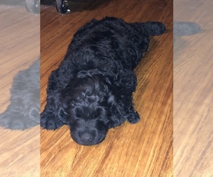 Goldendoodle Puppy for sale in PINE BUSH, NY, USA