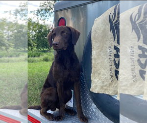 Father of the Chesapeake Bay Retriever puppies born on 04/29/2025