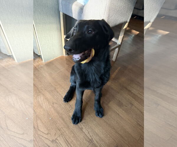 Medium Photo #5 German Shepherd Dog Puppy For Sale in Wheaton, IL, USA