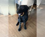 Small #4 German Shepherd Dog